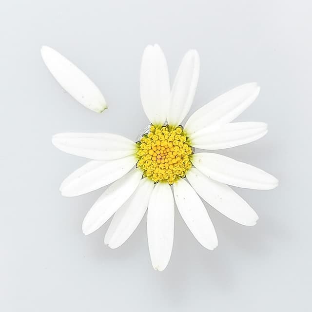 Cover Image for Healing ITP: My Path to Understanding and Recovery