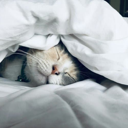 Cover Image for Sleep Hygiene