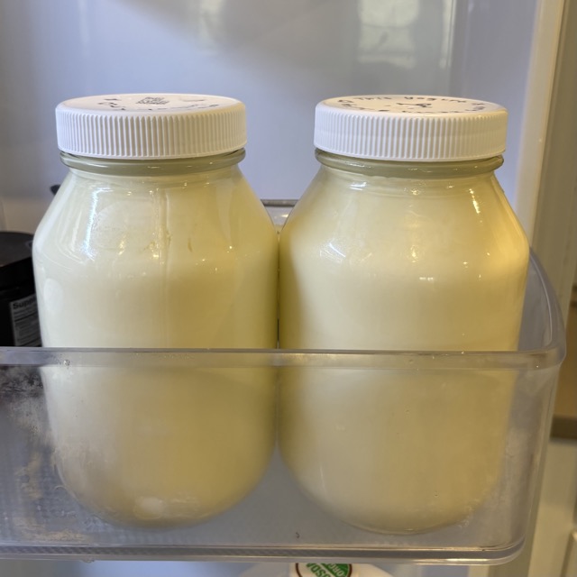 Refrigerating the yogurt